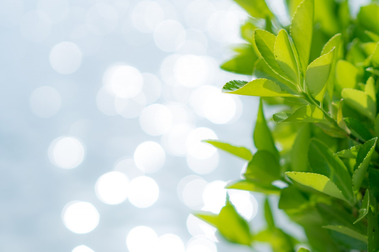 緑色が映える葉っぱ